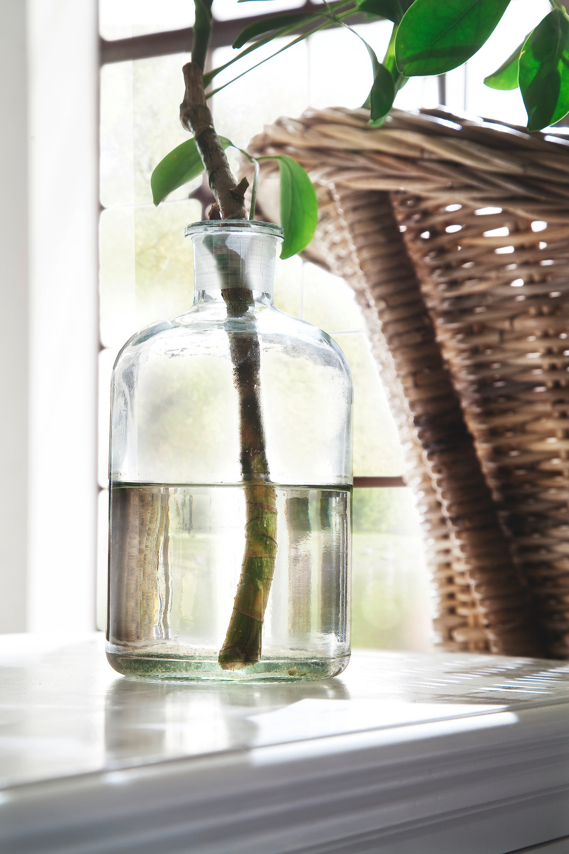 Halifax Large ETU - SEATONES